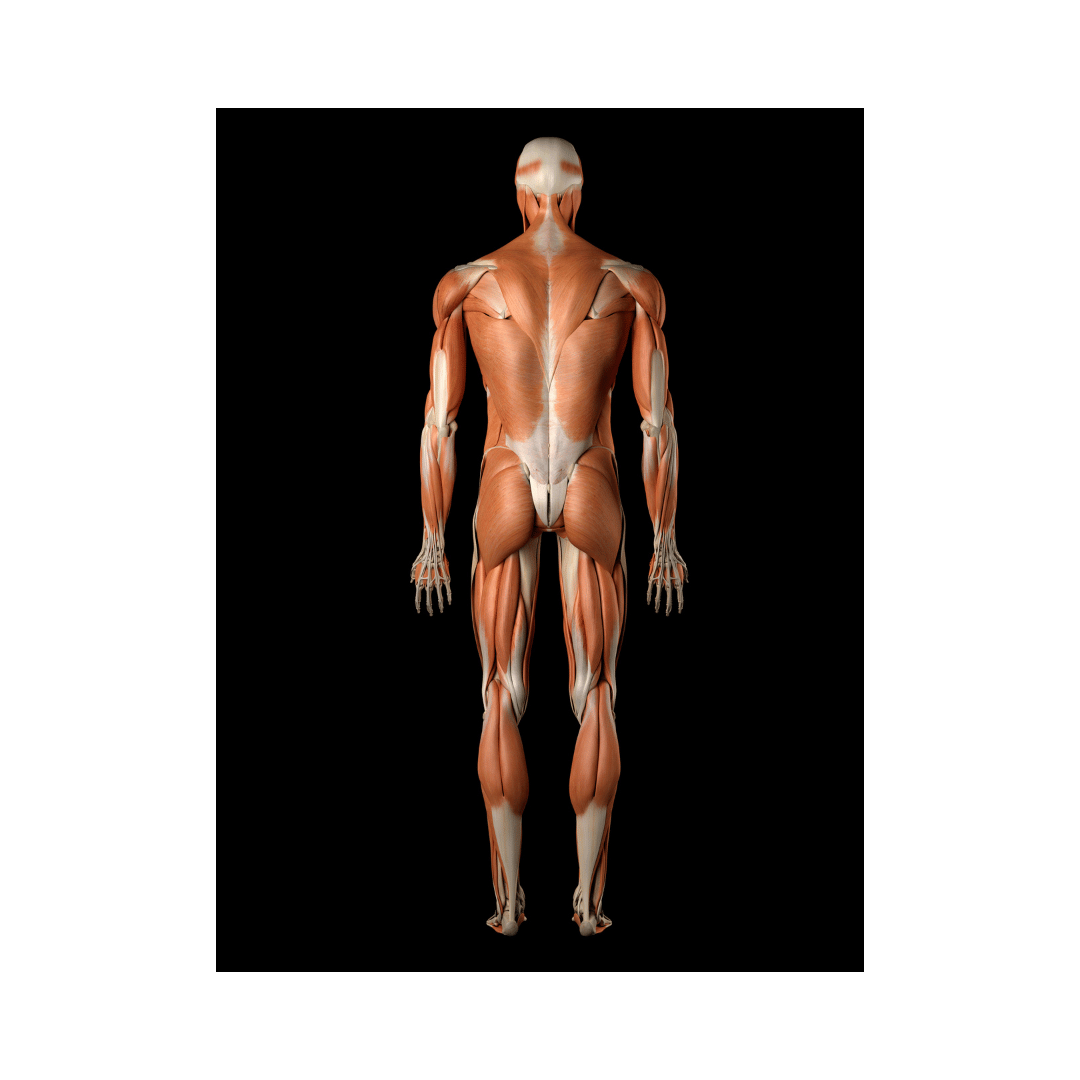 Back view anatomical model